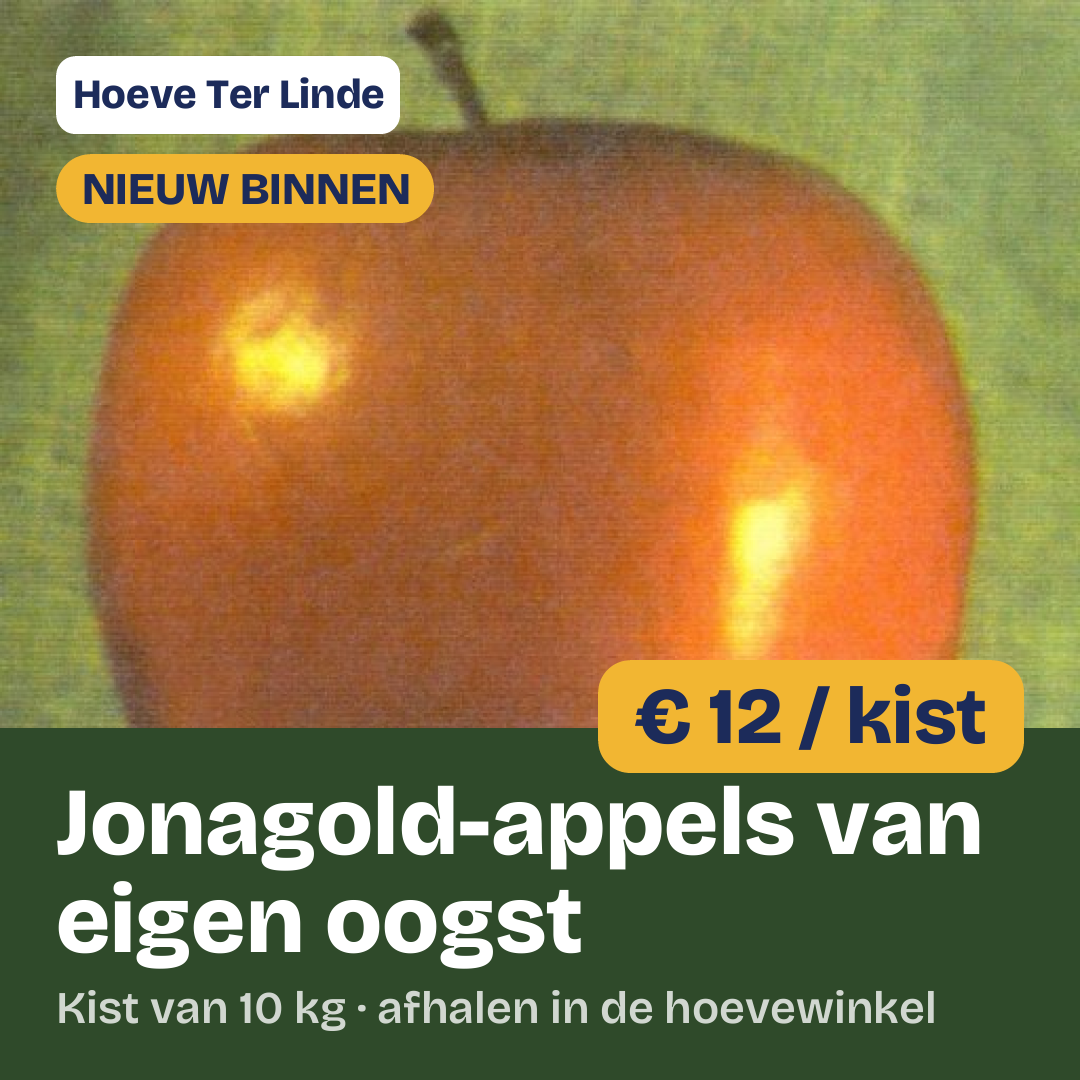 Vierkant 1:1